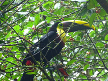 Toucan - Costa Rica